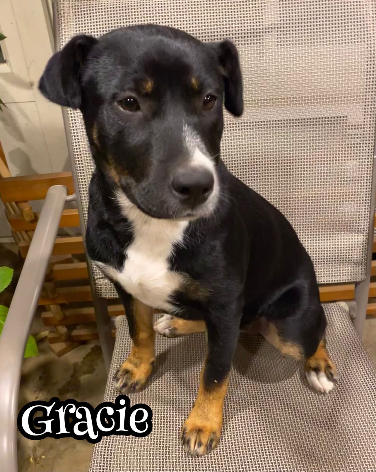 Gracie